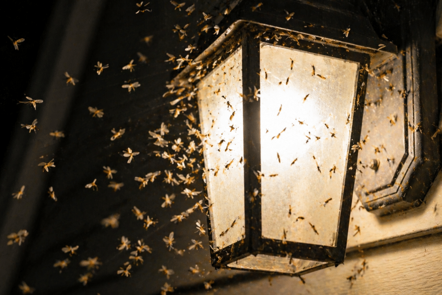 Termite swarmers gathering around an exterior light fixture during spring swarming season