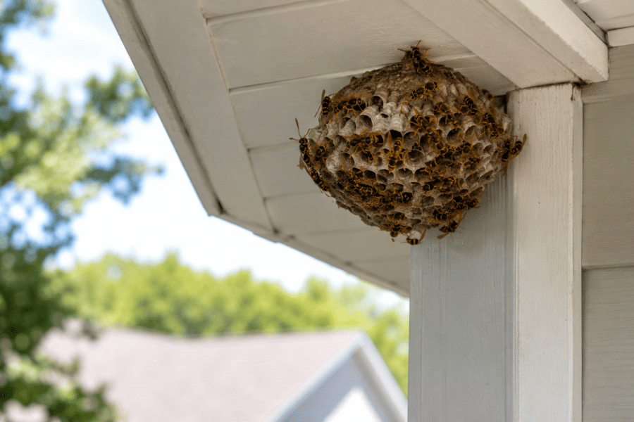 Paper wasp nest attached beneath a home's roof eave during midsummer